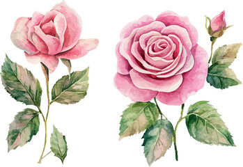 bouquet of pink roses