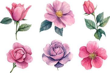 Beautiful Watercolor Pink Rose Clipart
