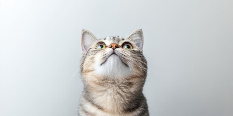 Obraz premium Curious cat gazing upwards with bright eyes against a neutral background in a modern indoor setting
