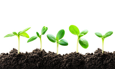 illustrations of various trees, leaves, grasses, and botanical elements on white background.