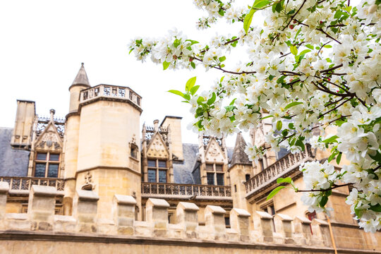 Medieval building of Cluny National Museum of the Middle Ages in Paris, France. Blooming cherry tree at foreground. Easter holiday springtime vacation travel in Europe concept.