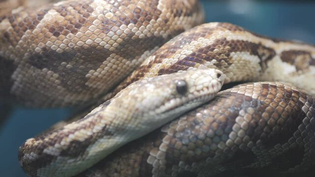 Snake is curled up on its side, with its head sticking out. The snake is brown and white, and it is resting