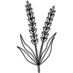 wheat ears isolated on white