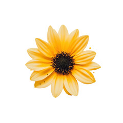 Obraz premium Yellow sunflower bloom isolated on transparent background