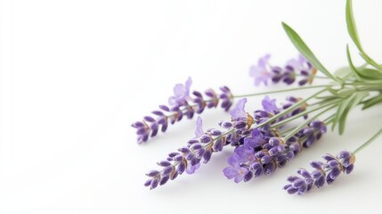 Lavender blooms in soft light, a serene close-up of nature's elegance.