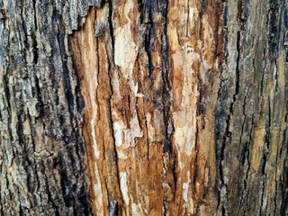 Close up detail of teak tree bark (Tectona grandis). Natural texture background 