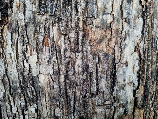 Close up detail of teak tree bark (Tectona grandis). Natural texture background 