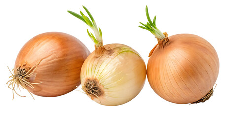 Sprouting Yellow Onions with Roots &ndash; Isolated PNG Image on Transparent Background