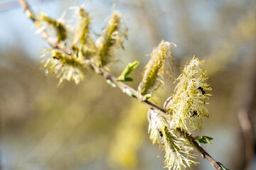 Blooming branches reveal delicate yellow flowers in spring season