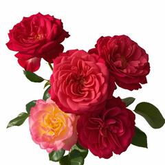 Koleksi Bunga Mawar Kartun Bloom Ilustrasi Stok