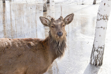 A wild one-horned disabled deer, hungry and abandoned by his entire tribe in a spring park among...