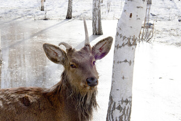 A wild one-horned disabled deer, hungry and abandoned by his entire tribe in a spring park among...