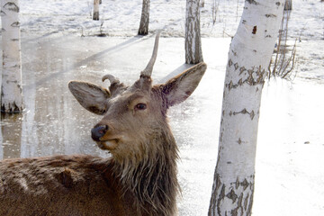 A wild one-horned disabled deer, hungry and abandoned by his entire tribe in a spring park among...