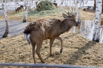 A wild male deer, the leader of his tribe in a spring park among melting snow and trees in search...