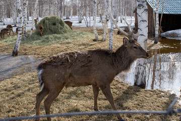 A wild male deer, the leader of his tribe in a spring park among melting snow and trees in search...