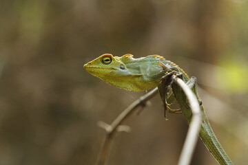 Chameleon standing on a wooden branch