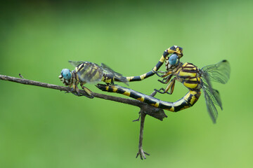 dragonfly mating on the branch