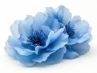 Serene blue floral arrangement on white background capturing delicate petals and soft light for tranquil mood