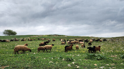 In the meadows at the foothills of the Taurus Mountains, a flock of sheep enjoys a delicious grazing feast in the lush green grasses of the April spring