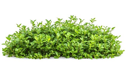 Obraz premium Green lush bush with vibrant foliage against a white background, perfect for landscaping and gardening themes
