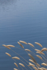 冬の湖畔で静かに揺れるエノコログサ