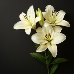 Elegant White Lily Blossom on Dark Backdrop Capturing Floral Beauty in Studio Shot Close Up View