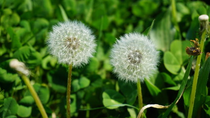 dandelion in the grass