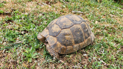A Mediterranean spur-thighed turtle (Testudo graeca), out on a spring excursion, enjoys the gentle warmth of the season, exploring its surroundings with grace amidst the blooming natural beauty.
