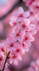 Obraz premium Delicate pink cherry blossoms in full bloom against a soft blurred background creating a serene and romantic spring atmosphere capturing the beauty of nature