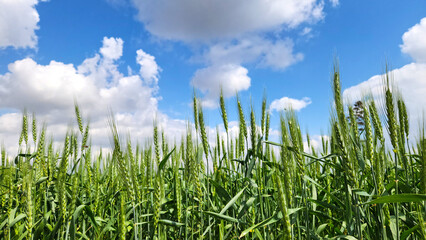 In the April spring, a wheat field in the heading stage displays a scene of abundance beneath white...