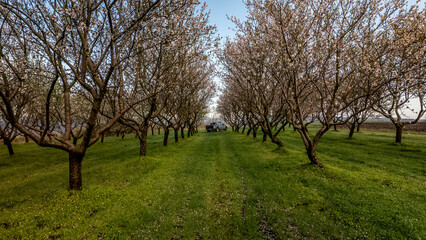 Rows of blooming almond trees in spring with green grass lawn