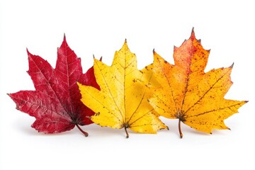 Obraz premium Vivid autumn maple leaves in red yellow and orange hues against a clean white background showcasing seasonal beauty and vibrant colors
