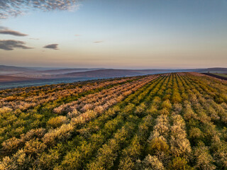 Aerial view of blooming almond tree canopies with white flowers in rows at dawn