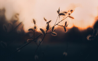 The beautiful willow flowers are illuminated by the setting sun's light on a late spring evening. The twilight and nature.