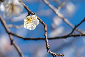春を告げる美しい梅の花
