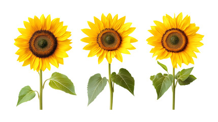 Pack of Sunflower set Against Transparent Background for Floral Branding, Seasonal Promotion, or Botanical Design Projects