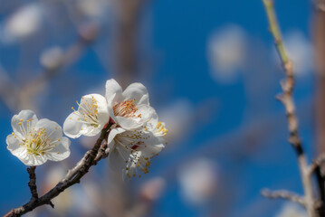 春を告げる美しい梅の花