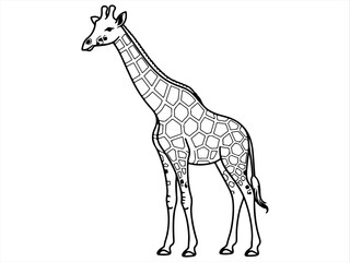 giraffe vector illustration
