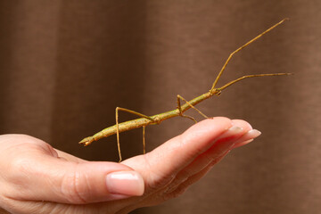 A stick insect is sitting on the palm of owner