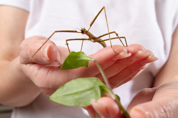 The owner holds in his hands his pet stick insect and a sprig of tradescantium
