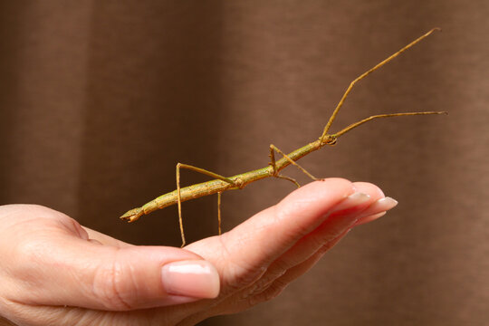 A stick insect is sitting on the palm of owner