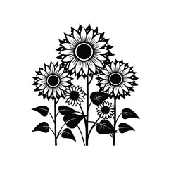 Sunflower Black And White Stock Vectors, Clipart and Illustrations 10.eps
