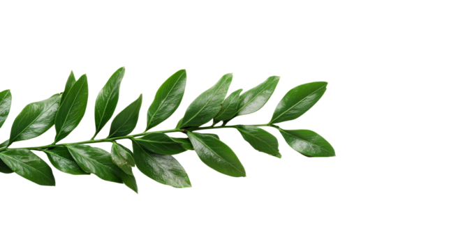 Green leaf branch with smooth texture against clear background