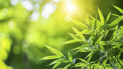 Obraz premium Lush green bamboo leaves basking in sunlight create serene atmosphere