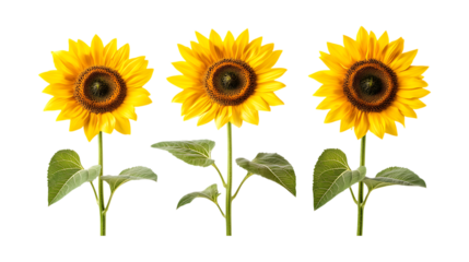 Three vibrant sunflowers with bright yellow petals and green leaves standing upright isolated on a solid transparent background for
