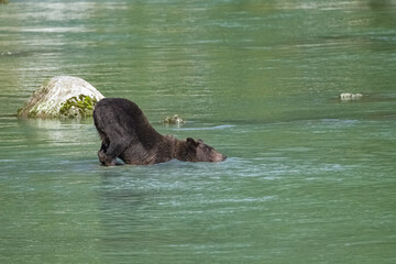 A big grizzly swimming in the river in Alaska, in autumn
