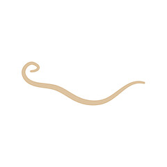 Ascaris Lumbricoides Human Worm Parasite