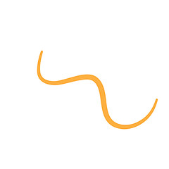 Ascaris Lumbricoides Human Worm Parasite