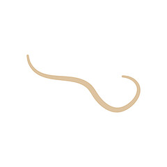 Ascaris Lumbricoides Human Worm Parasite