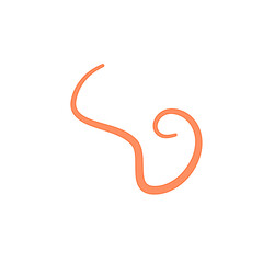 Obraz premium Ascaris Lumbricoides Human Worm Parasite